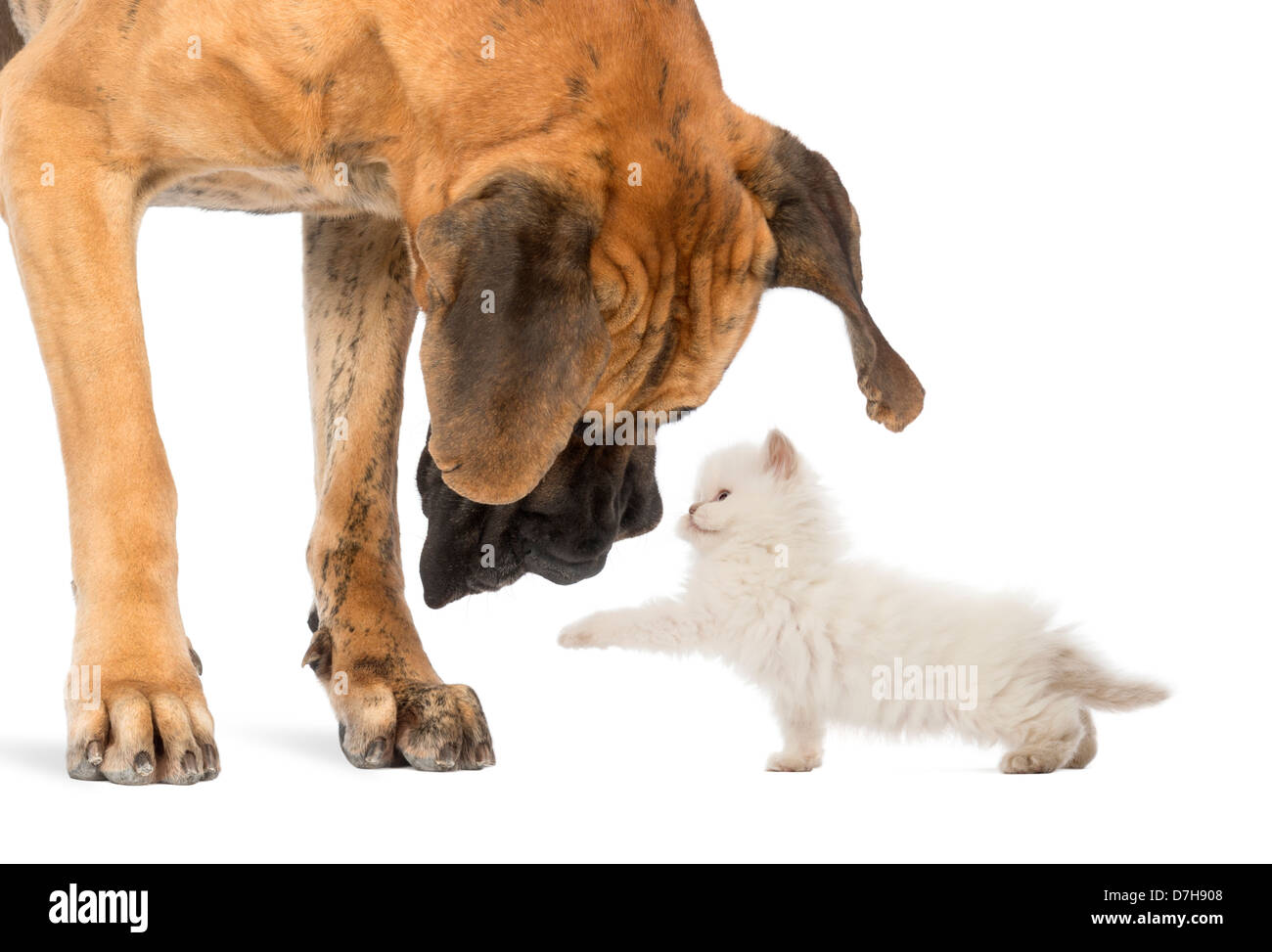 Die Deutsche Dogge ein Kätzchen vor weißem Hintergrund betrachten Stockfoto