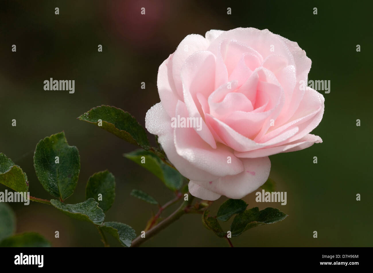 Rose (Rosa spec.), Sorte: Aspirin, Blume Stockfoto