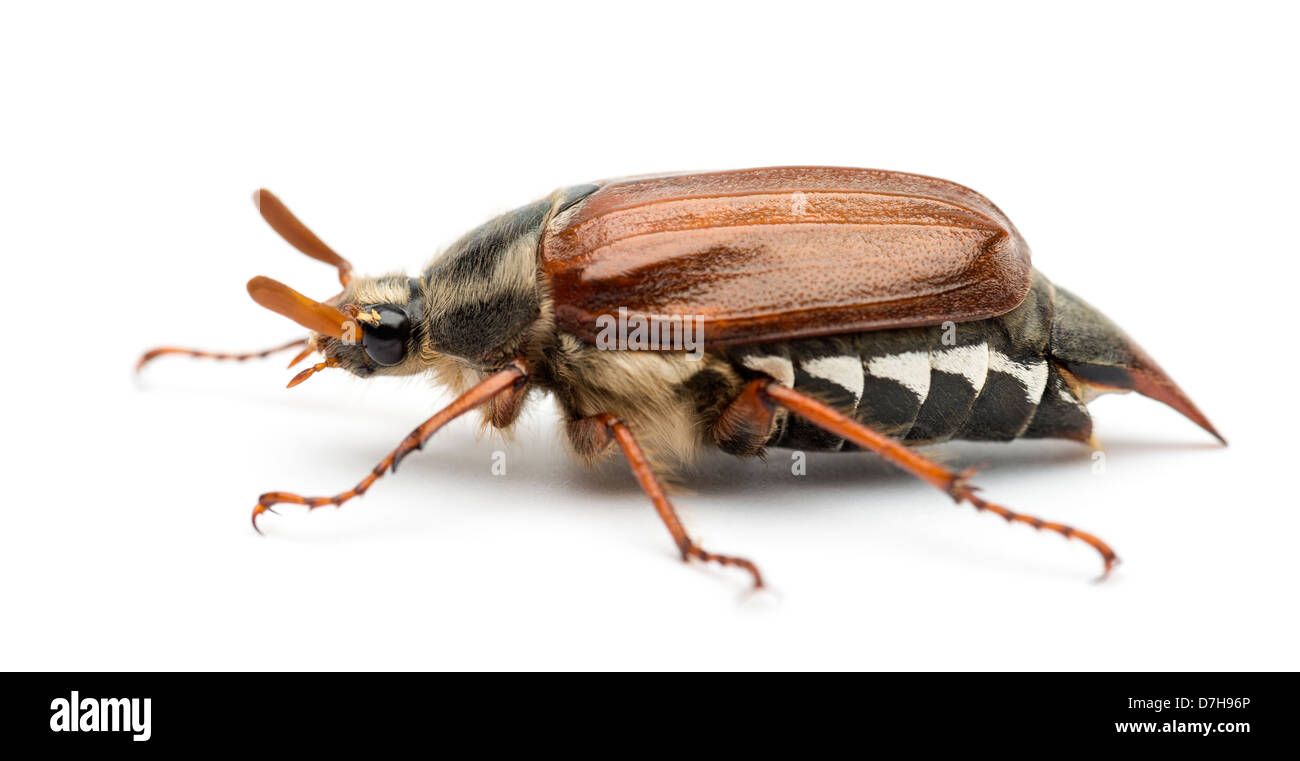 Männliche Maikäfer, Melolontha Melolontha, bekannt als Fehler kann, Mitchamador, Billy Hexe oder Spang Käfer vor weißem Hintergrund Stockfoto