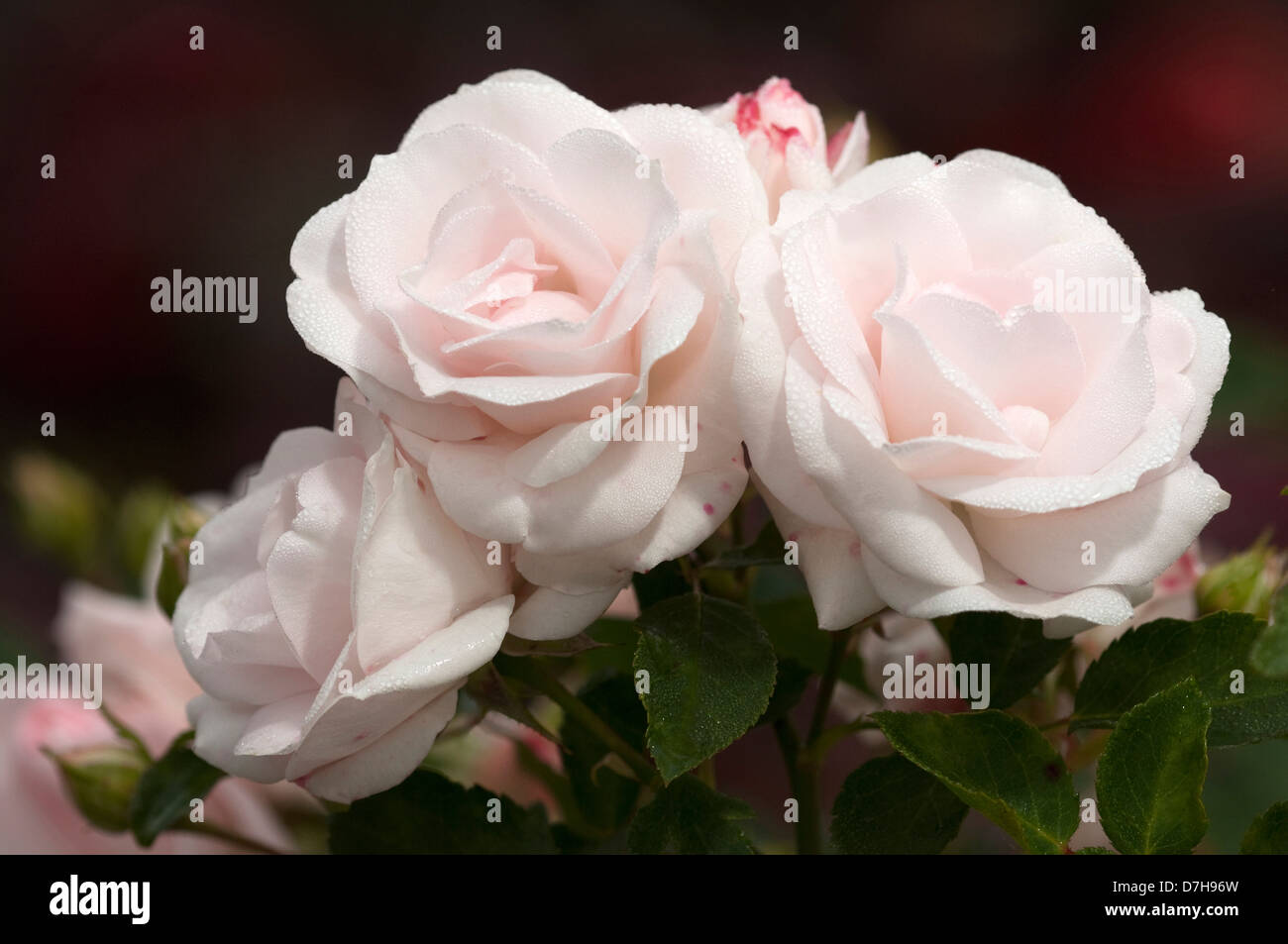 Rose (Rosa SP.), Sorte: Aspirin, Blumen Stockfoto