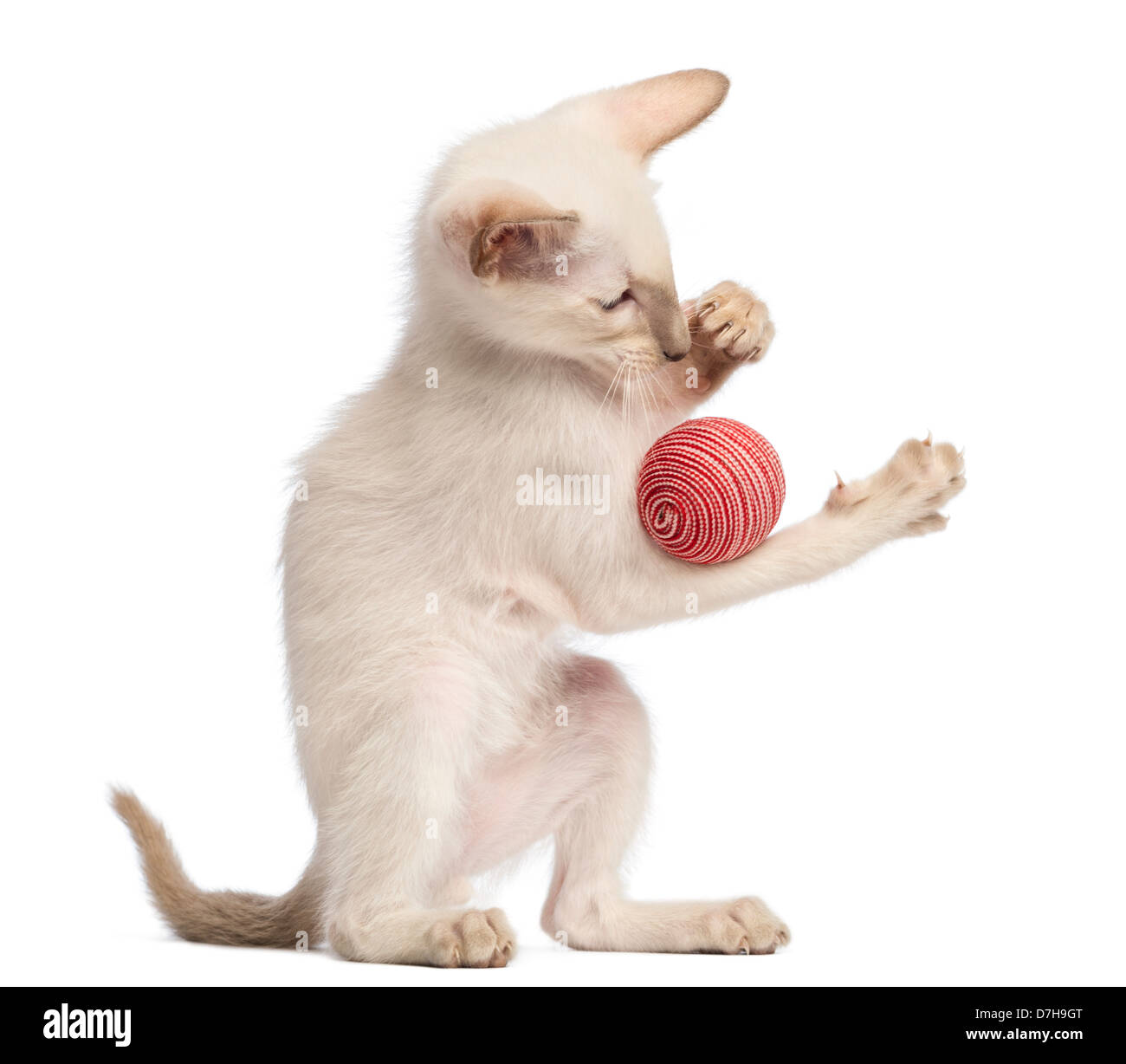 Orientalisch Kurzhaar Kätzchen, 9 Wochen alt, Spiele mit Ball vor weißem Hintergrund Stockfoto