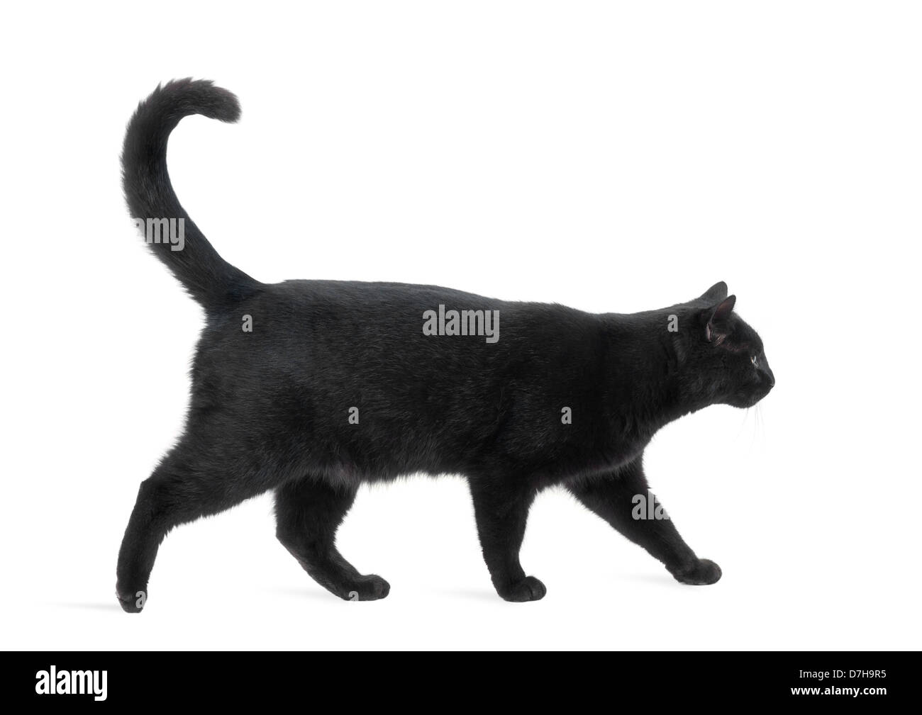 Seitenansicht einer schwarzen Katze zu Fuß vor weißem Hintergrund Stockfoto