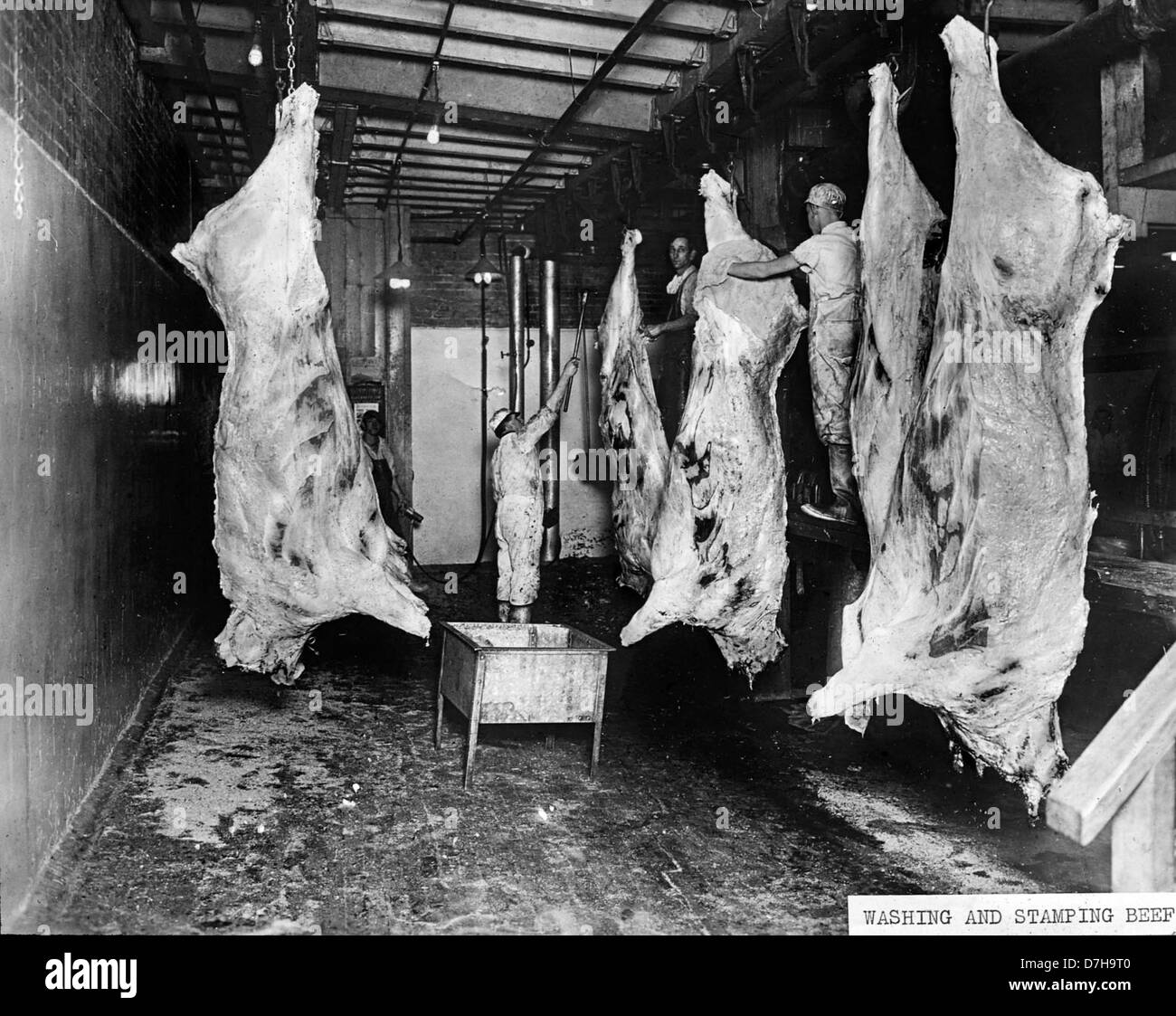 Waschen und Stempeln Rindfleisch Schlachtkörper Stockfoto