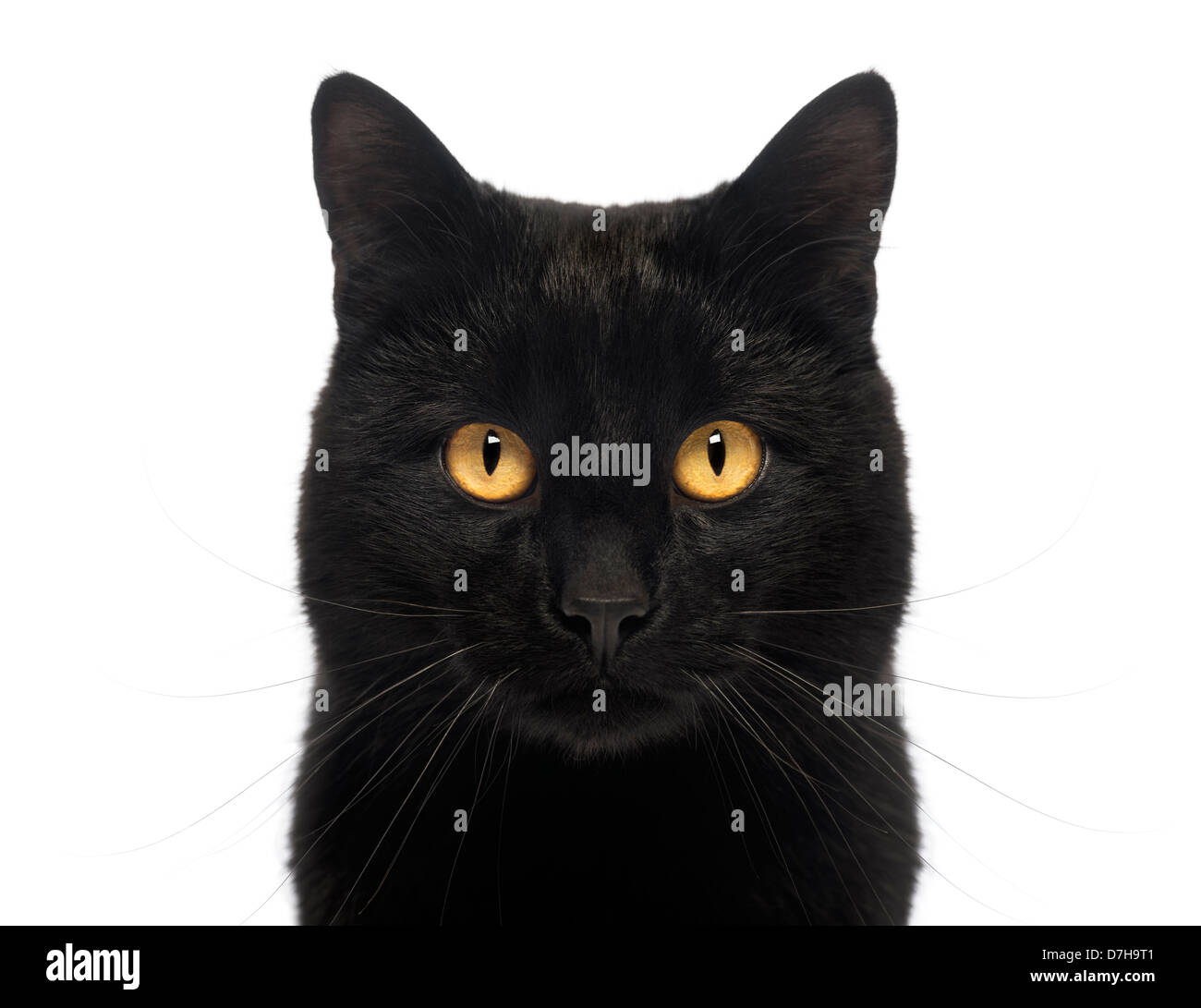 Nahaufnahme einer schwarzen Katze schaut in die Kamera vor weißem Hintergrund Stockfoto
