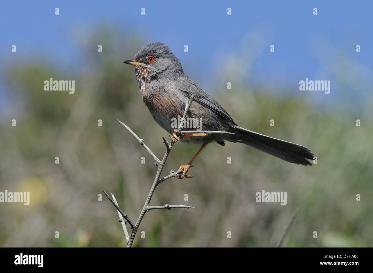 Dartford Warbler (Sylvia Undata) auf Ginster Bush, Giglio Insel, Toskana, Italien Stockfoto