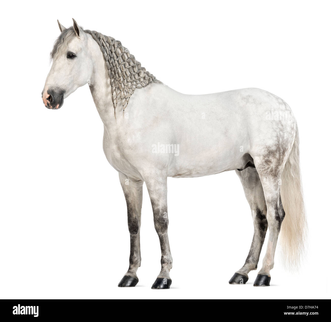 Männlichen andalusischen mit geflochtenen Mähne, 7 Jahre alt, auch bekannt als die reinen spanischen Pferd oder PRE, stehend vor weißem Hintergrund Stockfoto