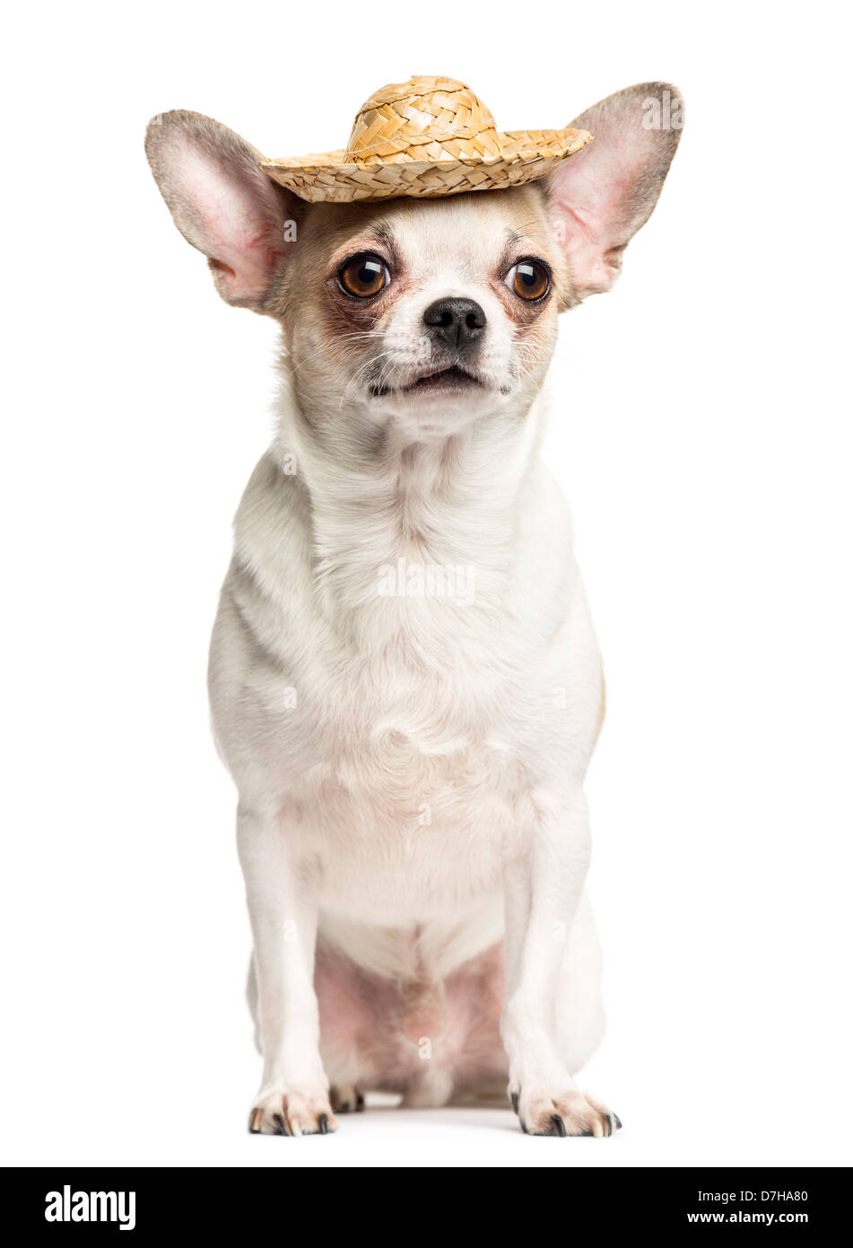 Chihuahua, 2 Jahre alt, sitzen und tragen einen Strohhut auf weißen Hintergrund Stockfoto