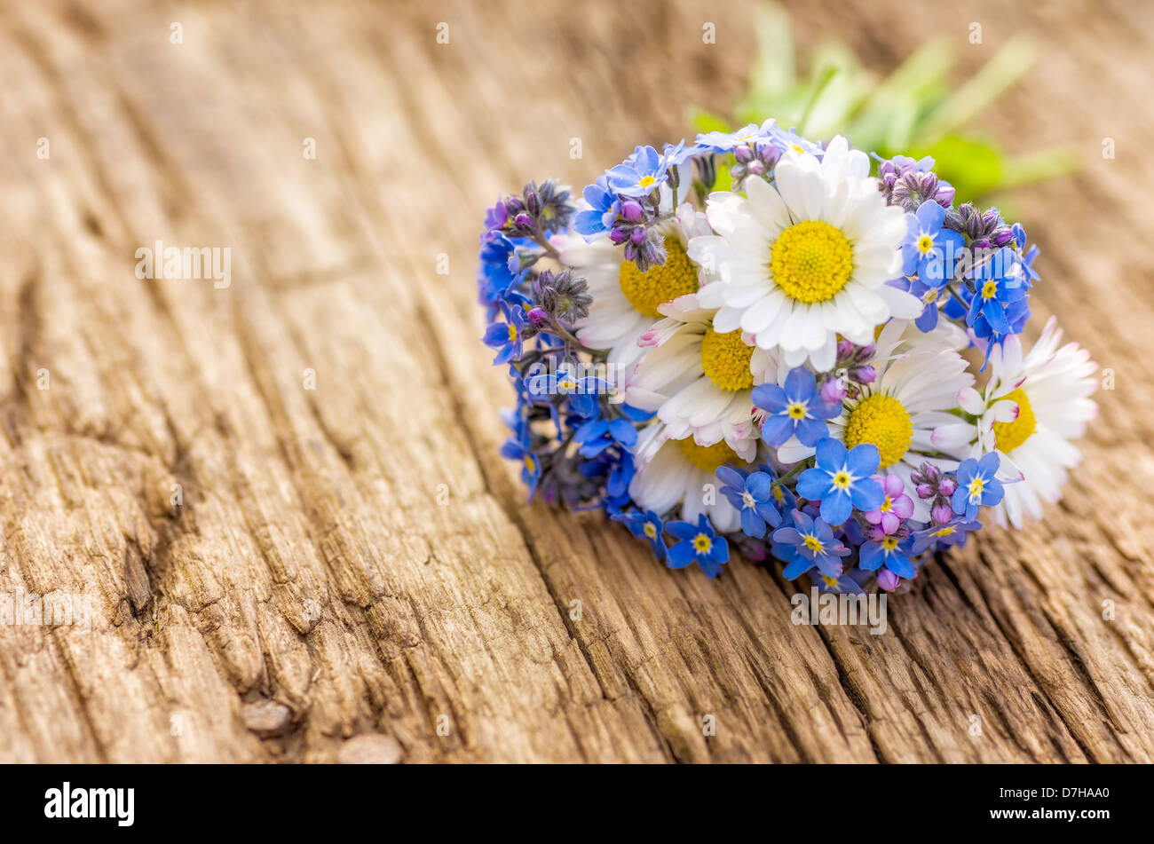 Bouquet mit Gänseblümchen und Vergissmeinnicht Stockfoto