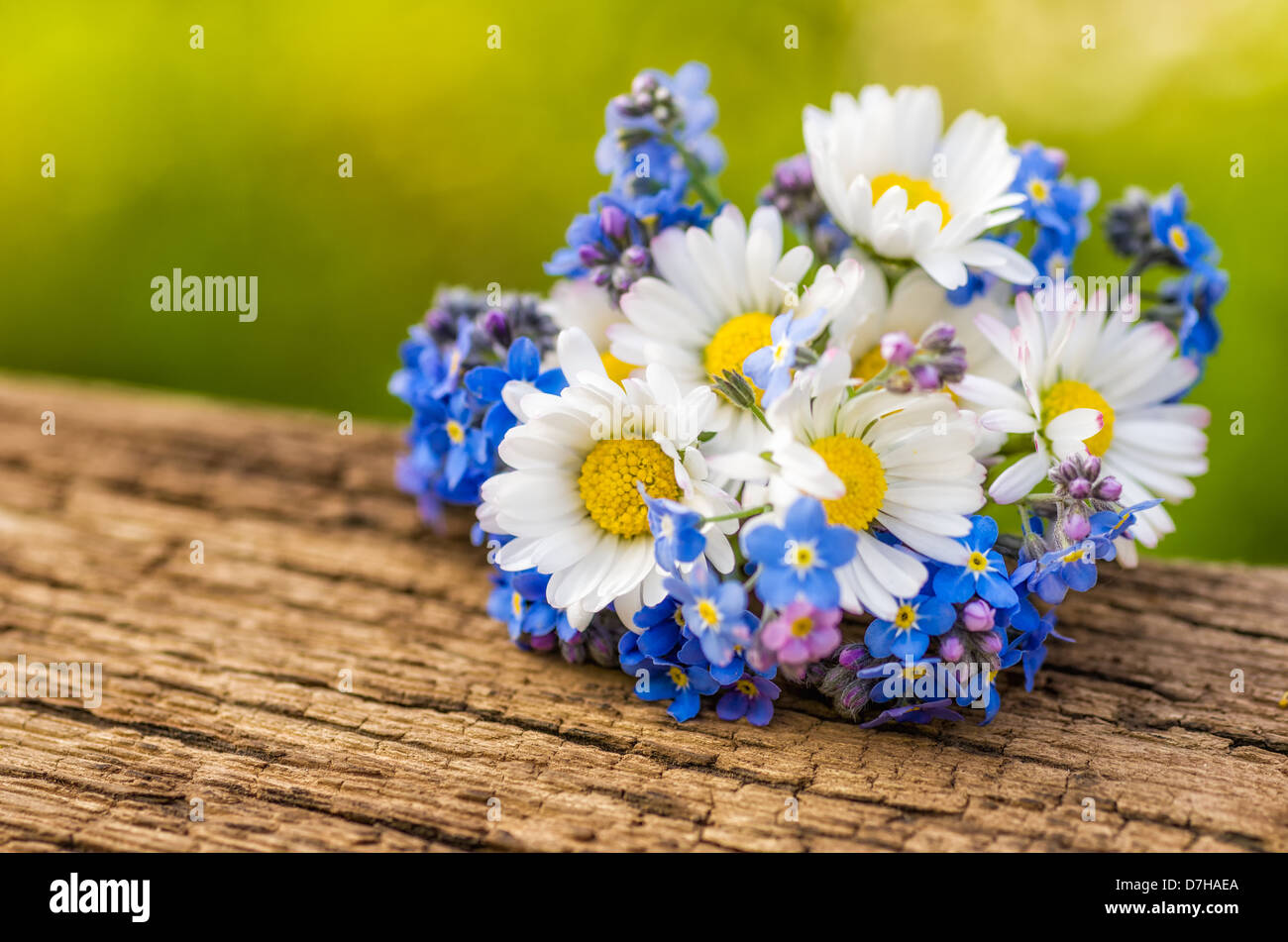 Bouquet mit Gänseblümchen und Vergissmeinnicht Stockfoto