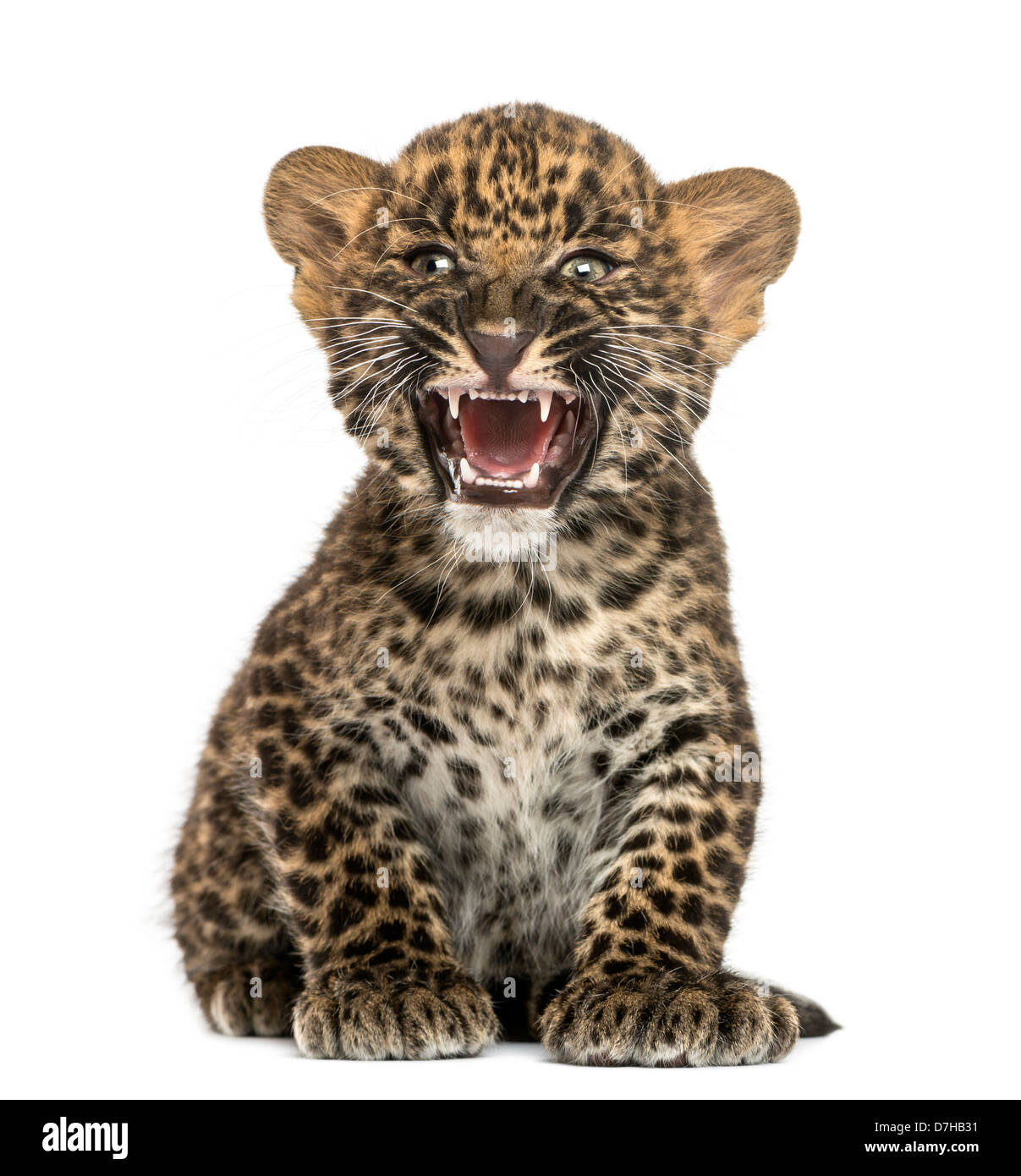 Spotted Leopard Cub, brüllend Panthera Pardus, 7 Wochen alt, vor weißem Hintergrund Stockfoto