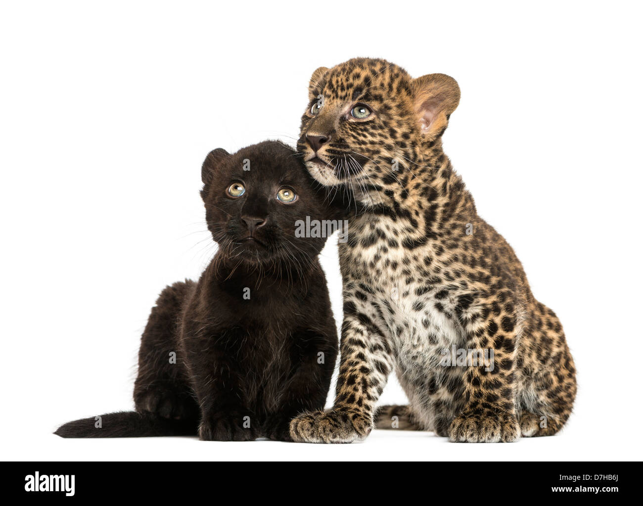 Schwarz und Spotted Leopard jungen sitzen nebeneinander vor weißem Hintergrund Stockfoto