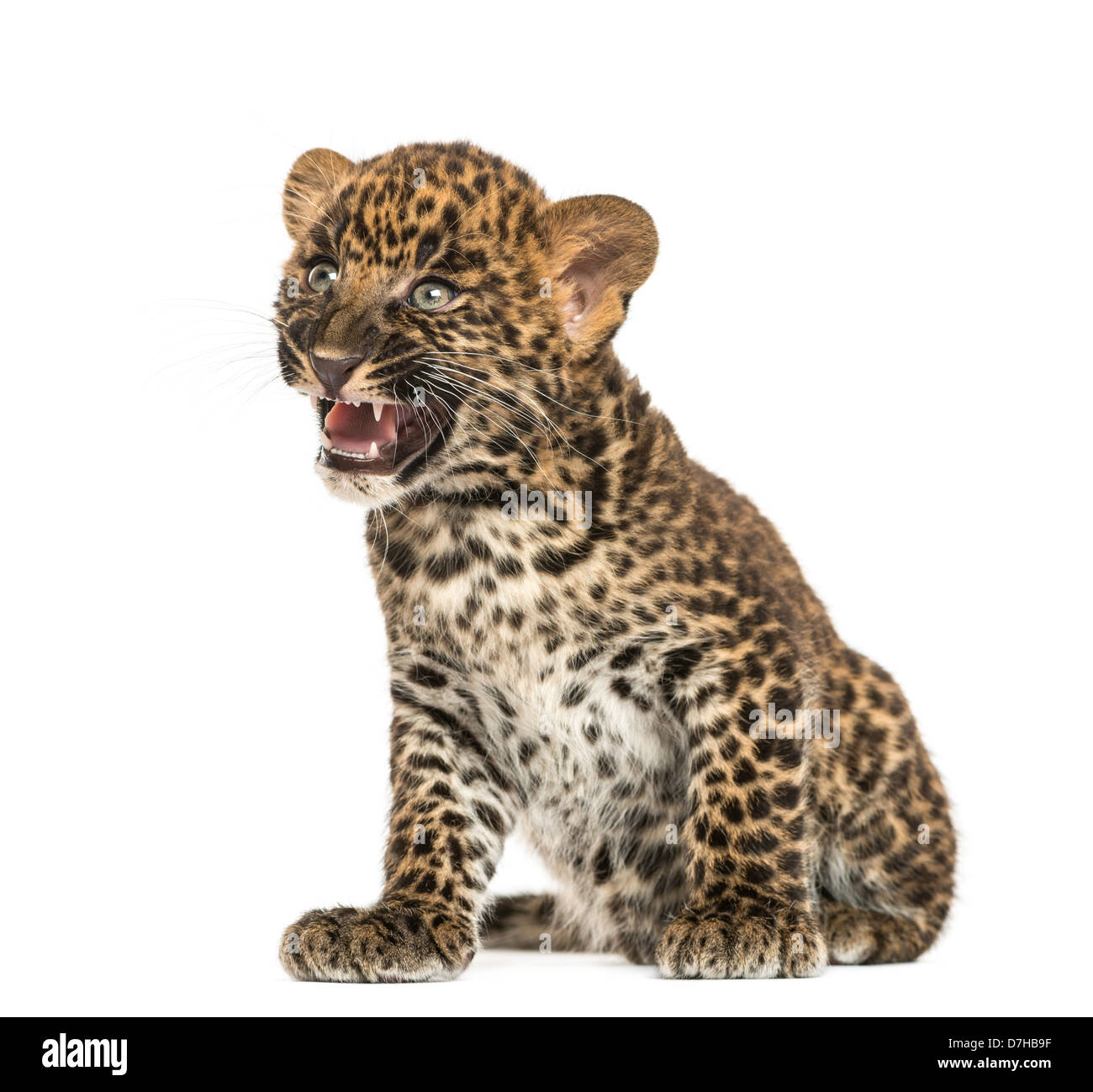 Spotted Leopard Cub, brüllend Panthera Pardus, 7 Wochen alt, vor weißem Hintergrund Stockfoto