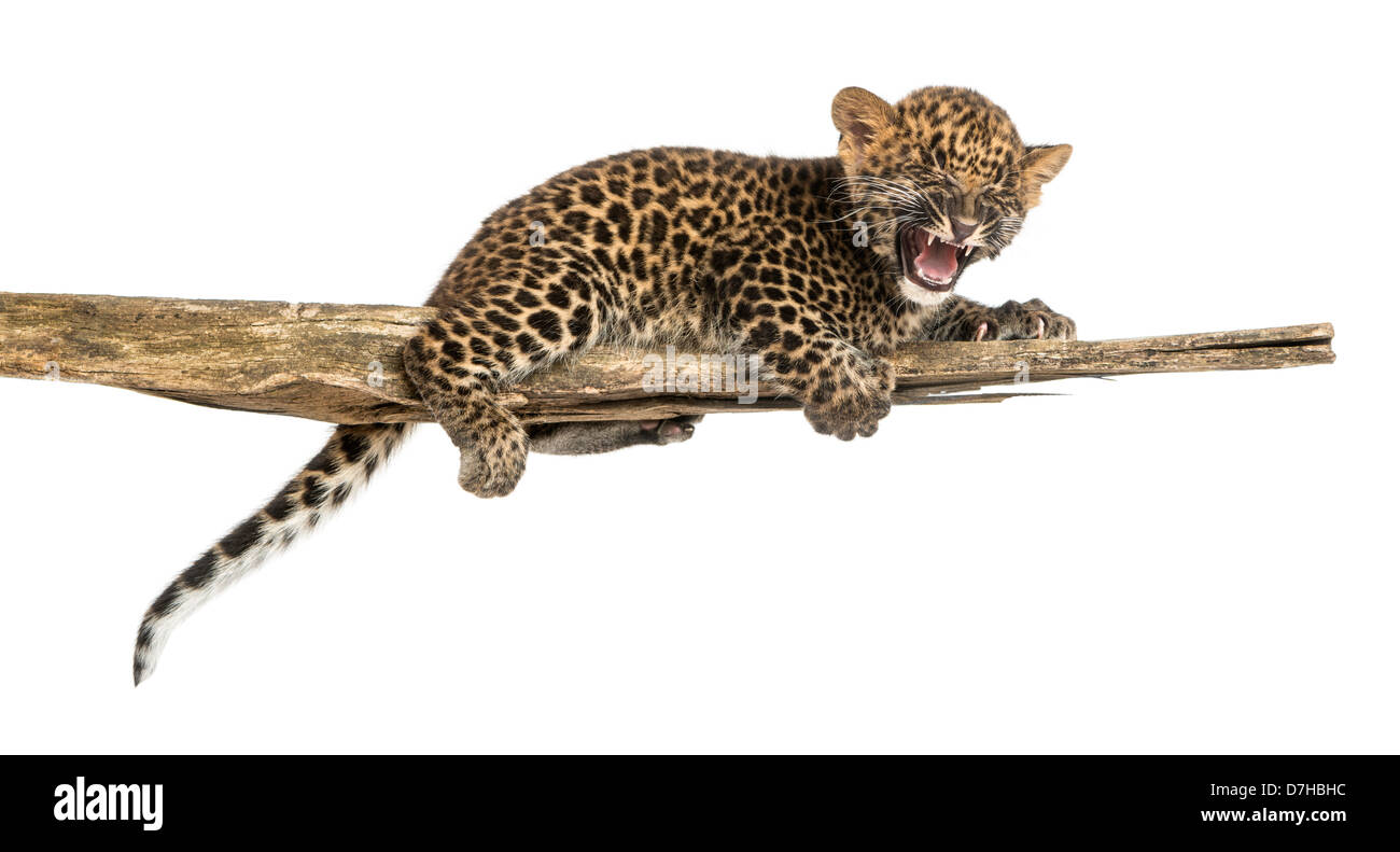 Spotted Leopard Cub Dröhnen, 7 Wochen alt, auf einem Ast vor weißem Hintergrund Stockfoto