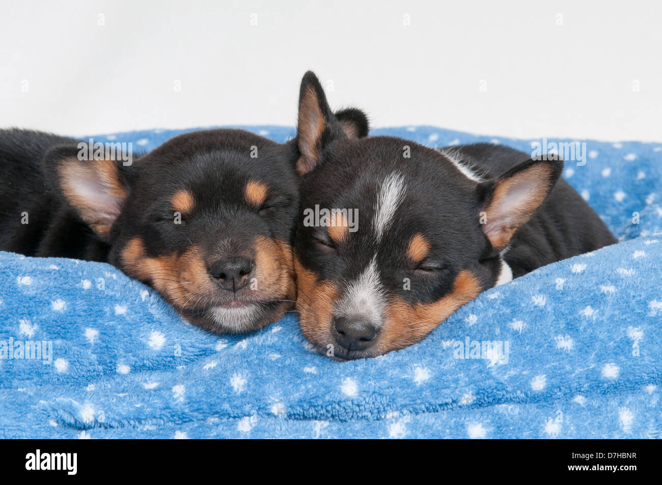 Basenji zwei Welpen 6 Wochen alt schlafenden blaue Decke mit weißen Tupfen Stockfoto