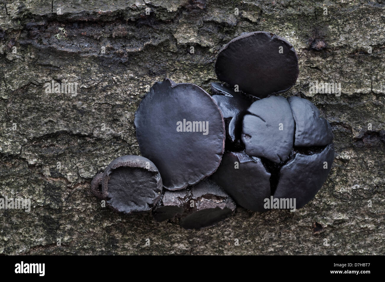 Schwarz Bulgar (Bulgarien Inquinans). Fungaus, die auf Ästen und Rinde von Toten Eiche und Hainbuche wächst Stockfoto