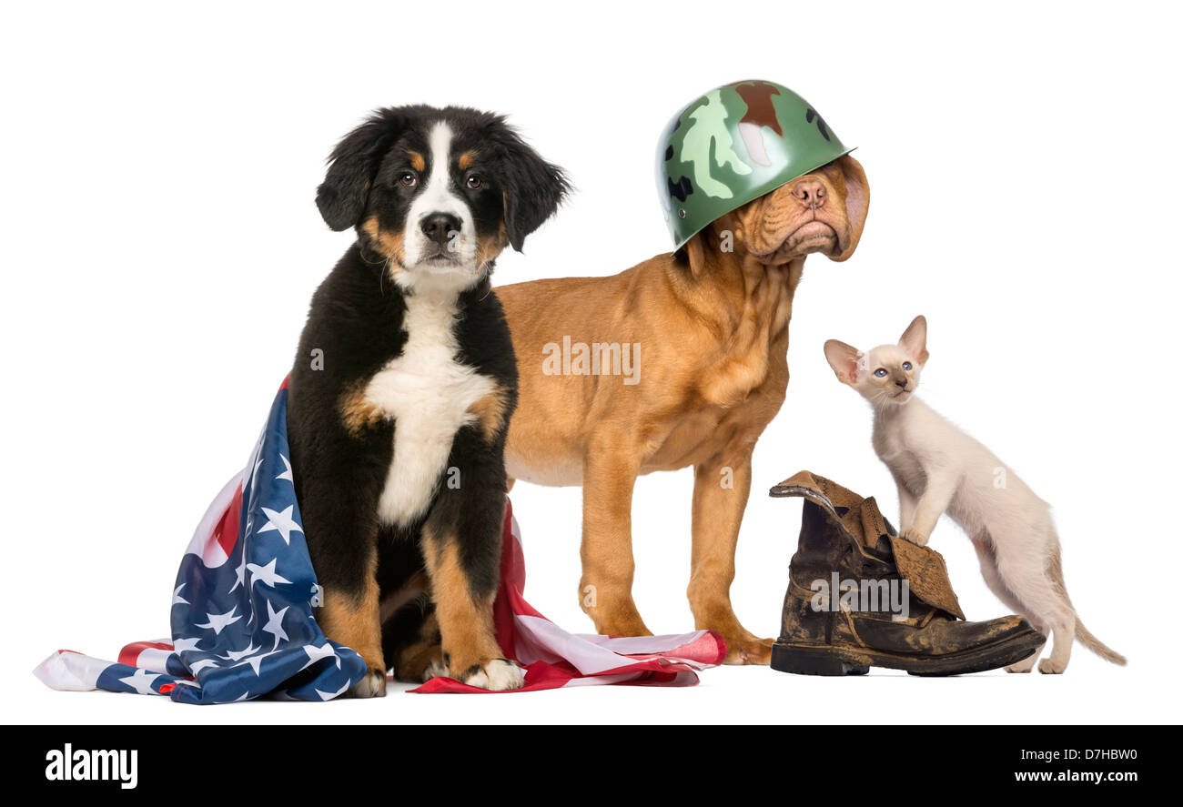 Gruppe von patriotischen Hunde und Katze vor weißem Hintergrund Stockfoto