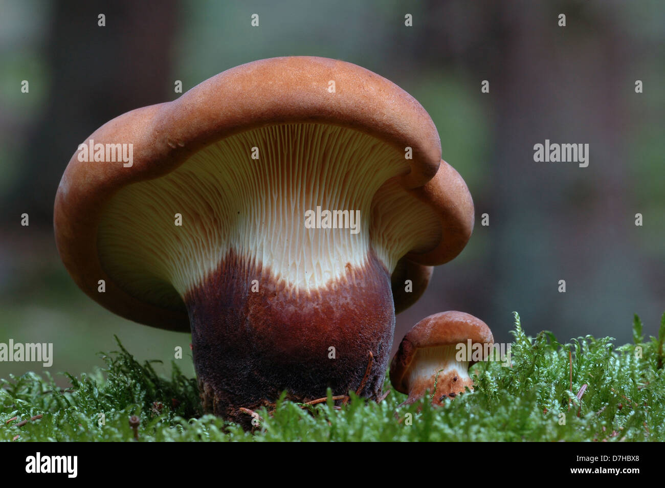 Samt Roll-Rim, samt leichtfüßig Pax (Tapinella Atrotomentosa), eine ungenießbare saprobiellen Pilze wachsen auf Baumstümpfe von Nadelbäumen in E Stockfoto