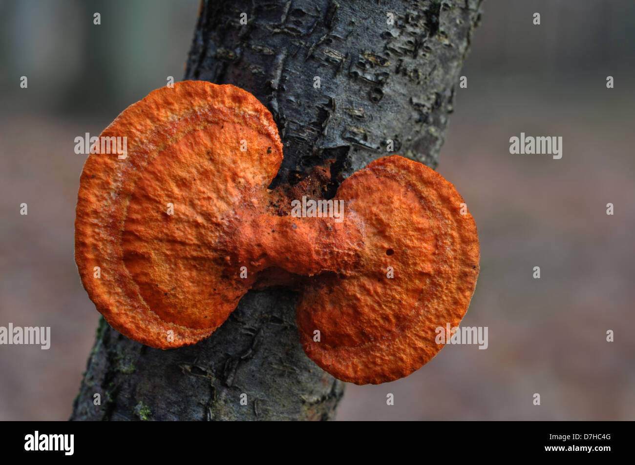 Zinnober Polyphore (Pycnoporus Cinnabarinus), einem saprophytischen Pilz Stockfoto