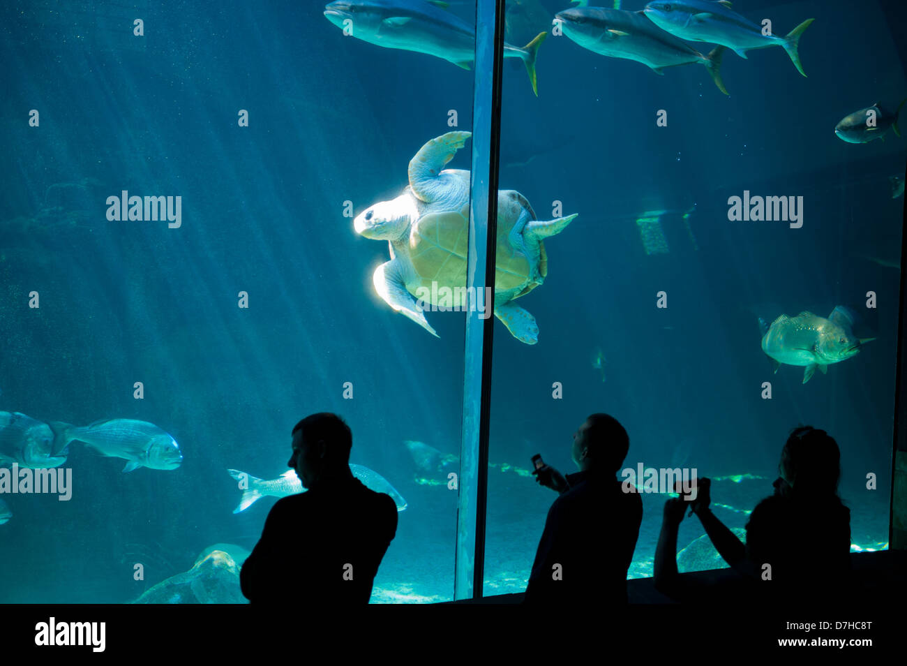 Unechte Karettschildkröte, Predator aufweisen, Two Oceans Aquarium, Victoria & Alfred Waterfront, Cape Town, Südafrika Stockfoto