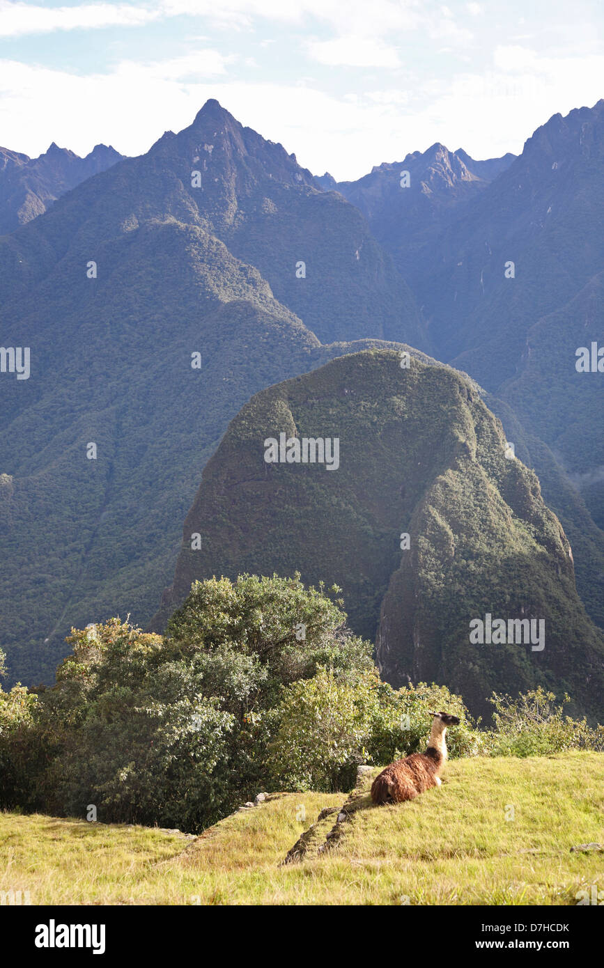 Peru Machu Picchu Machu Picchu Lama IIama Stockfoto
