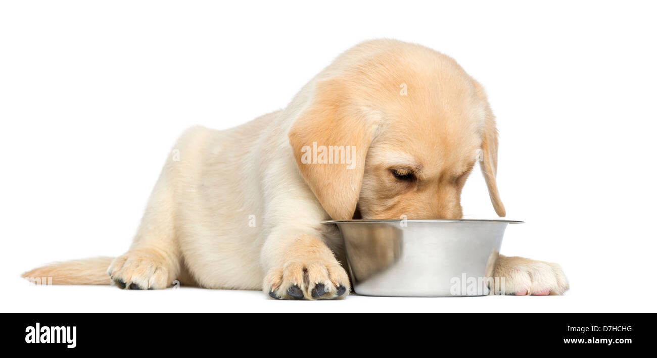 Labrador Retriever Welpe liegend und Essen aus Schüssel, 2 Monate alt, vor weißem Hintergrund Stockfoto