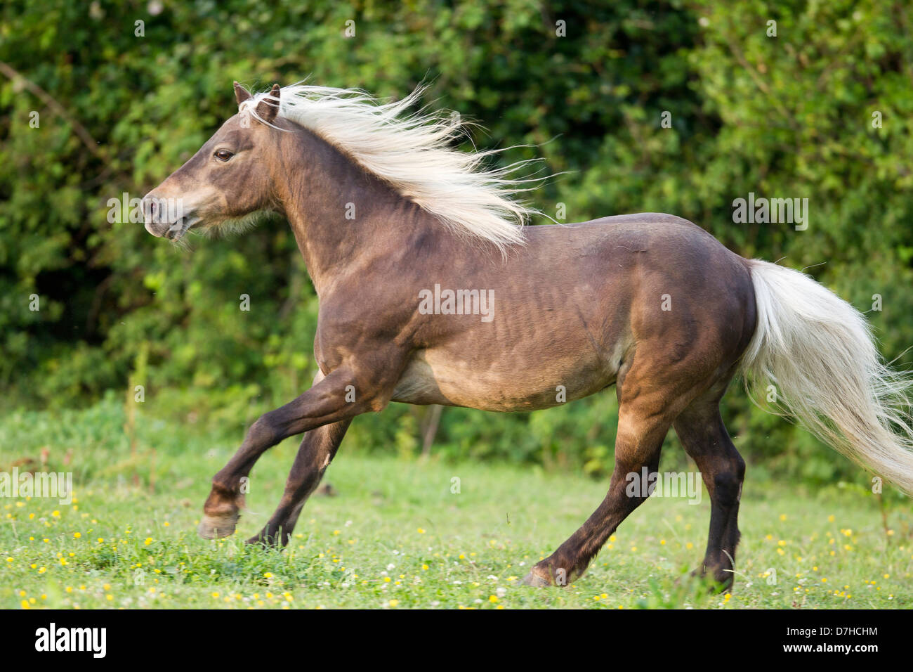 American Shetland Pony galoppierenden Wiese Stockfoto