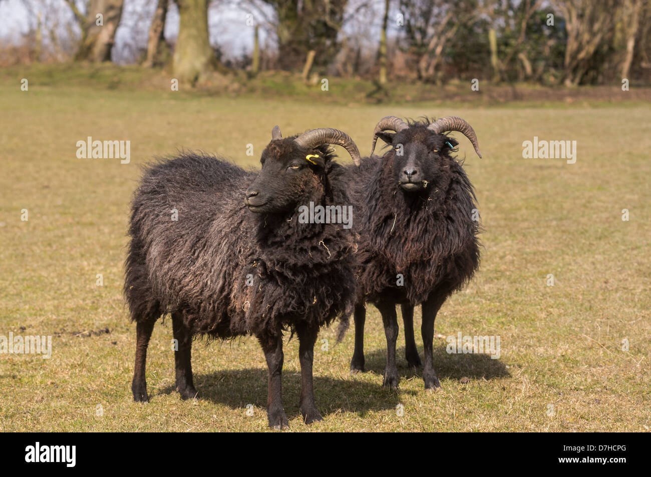 Hebridean Schafe. Das Foto zeigt zwei Mutterschafe. Stockfoto