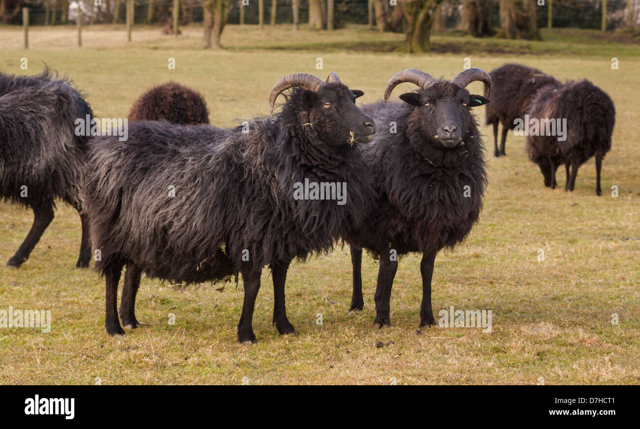 Hebridean Schafe. Das Foto zeigt Mutterschafe. Stockfoto