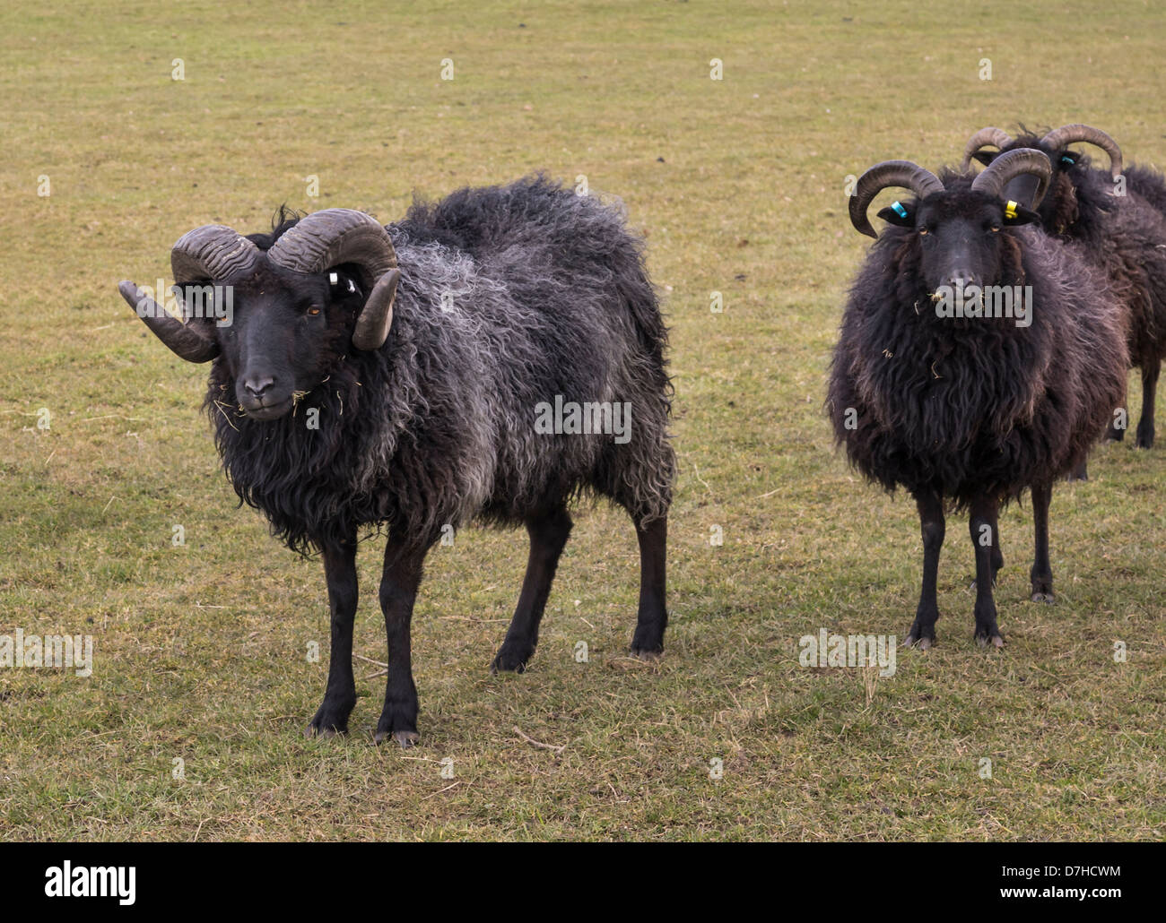 Hebridean Schafe. Das Foto zeigt einen Widder mit zwei Mutterschafe. Stockfoto