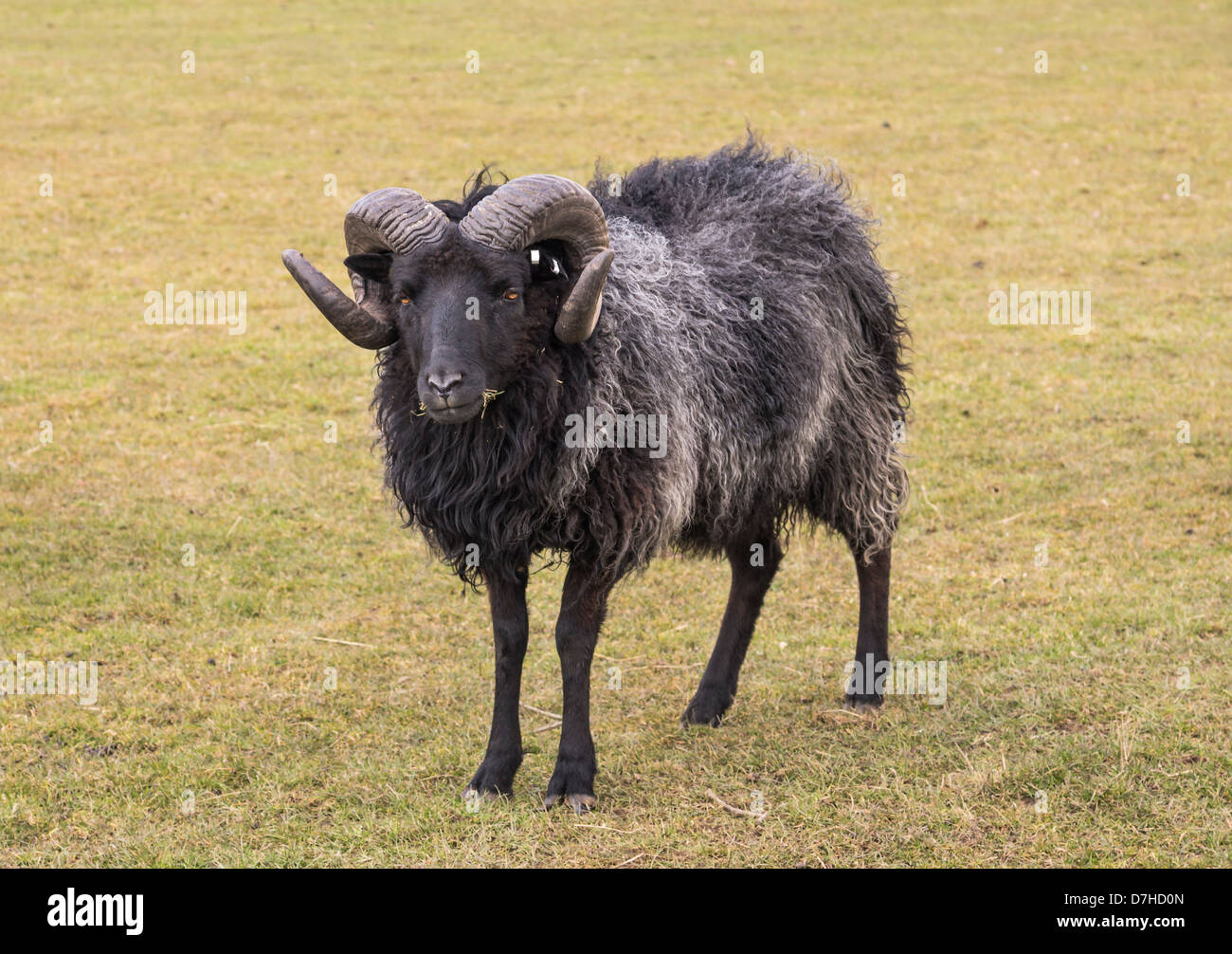 Hebridean Schafe. Das Foto zeigt einen Widder. Stockfoto