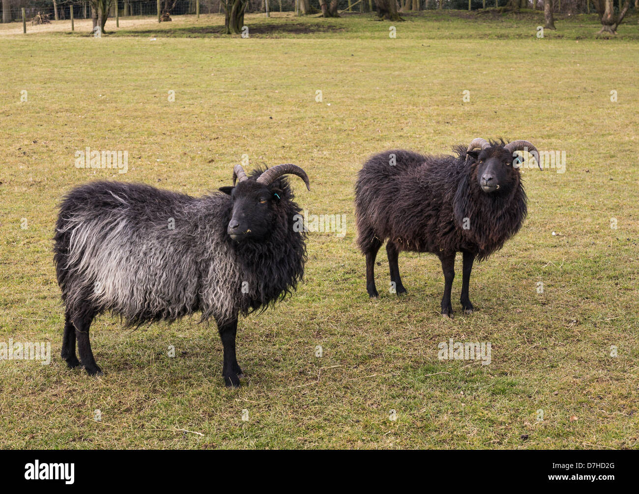Hebridean Schafe. Das Foto zeigt zwei Mutterschafe. Stockfoto