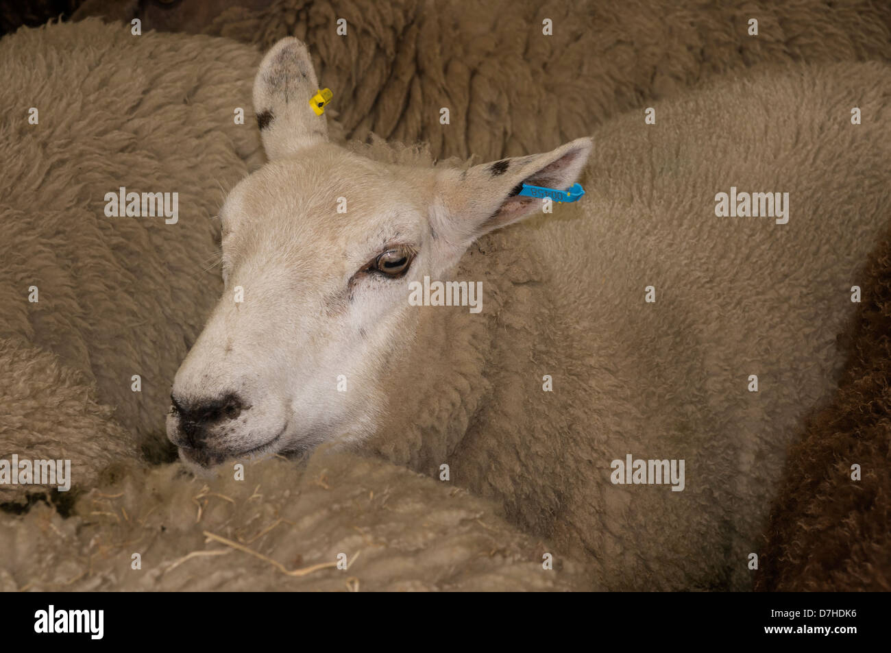 Schafe in einen Stift warten auf sheering. Zeigt ein Mutterschaf Mischling. Auf dem Festival of Food & trinken, Leyburn fotografiert. Stockfoto