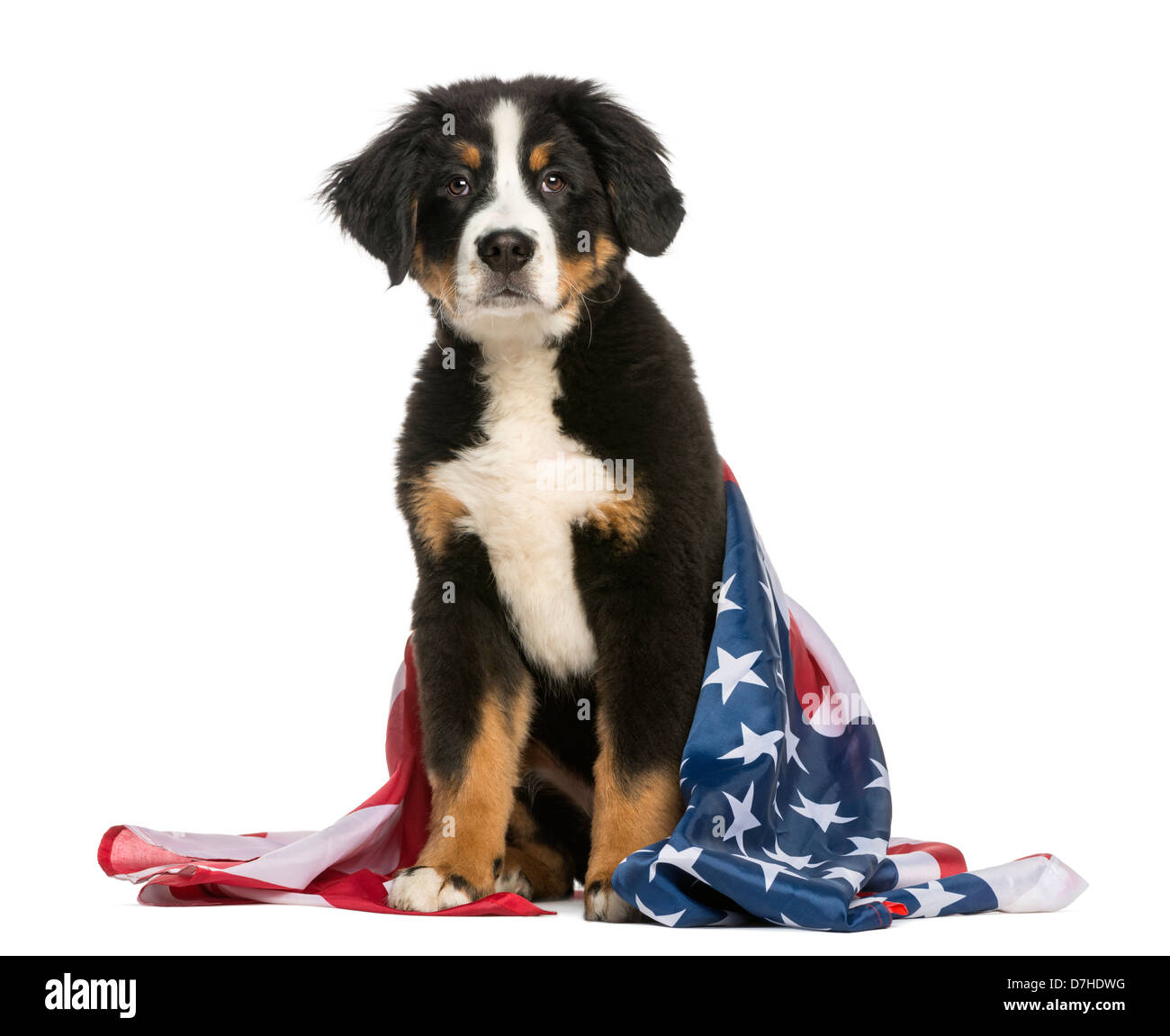 Patriotische Berner Sennenhund sitzend mit amerikanischen Flagge vor weißem Hintergrund Stockfoto