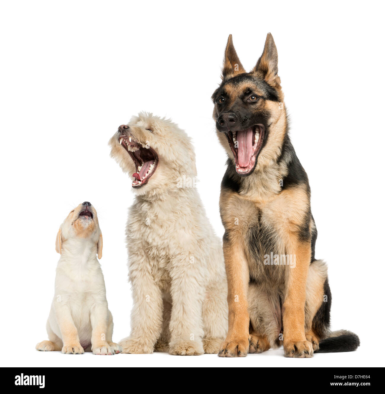 Gruppe von Hunden gähnend vor weißem Hintergrund Stockfoto