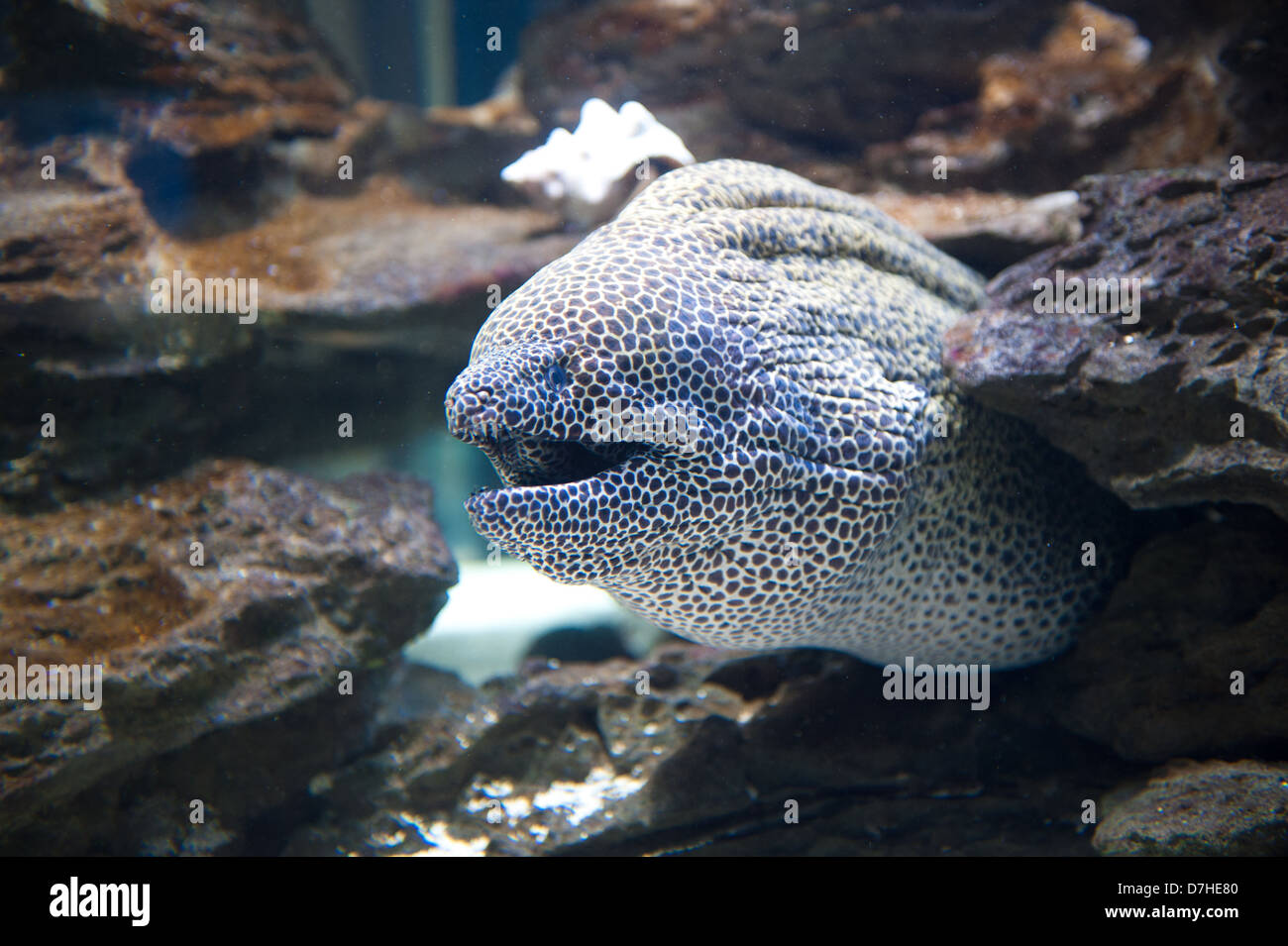 Two Oceans Aquarium, Victoria & Alfred Waterfront, Cape Town, Südafrika Stockfoto