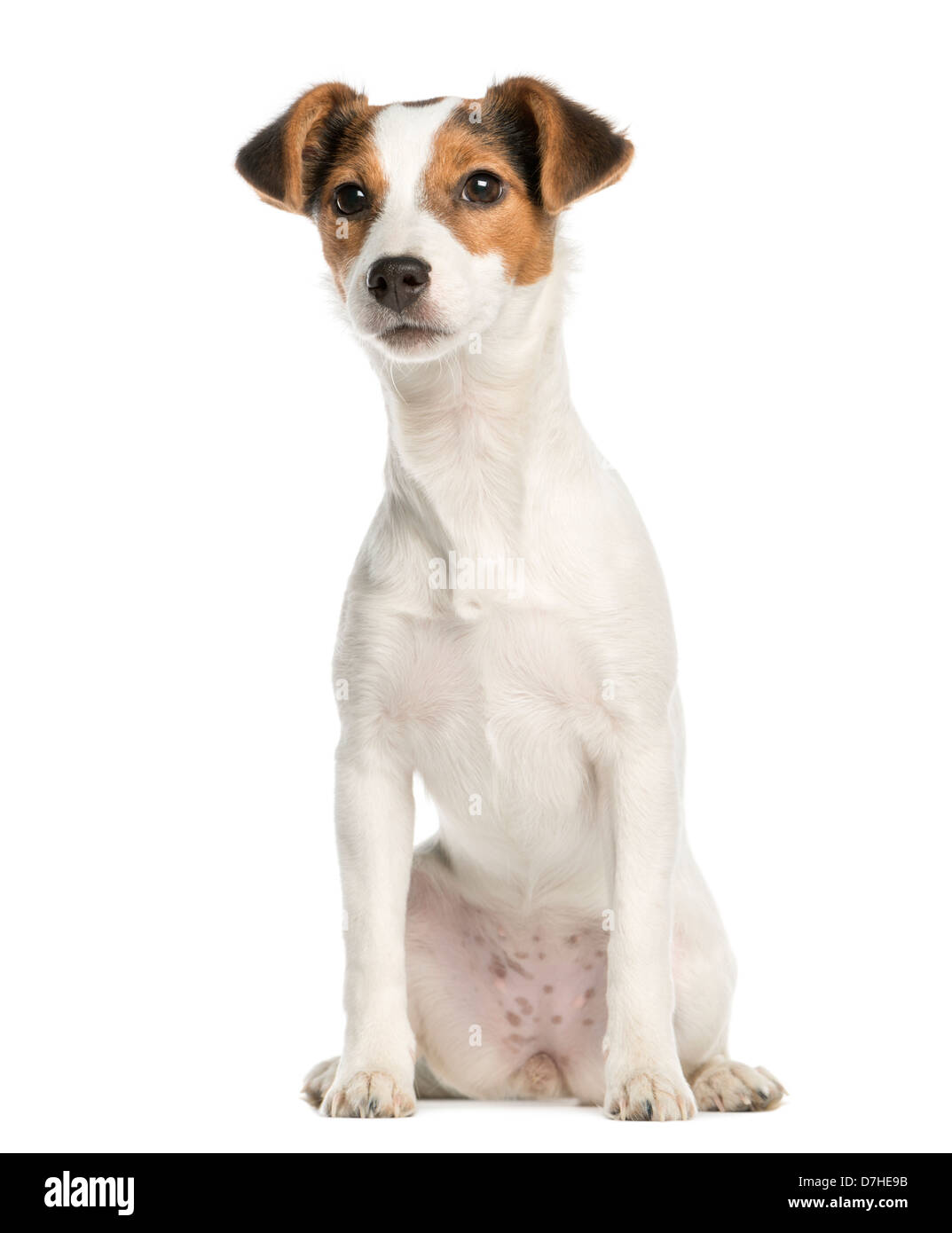 Jack Russell Terrier, 5 Monate alt, sitzt vor weißem Hintergrund Stockfoto