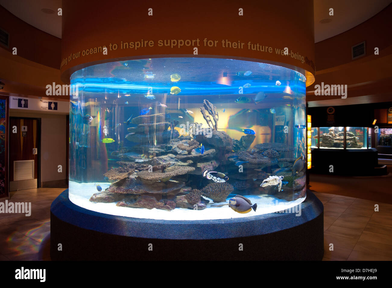 Two Oceans Aquarium, Victoria & Alfred Waterfront, Cape Town, Südafrika Stockfoto