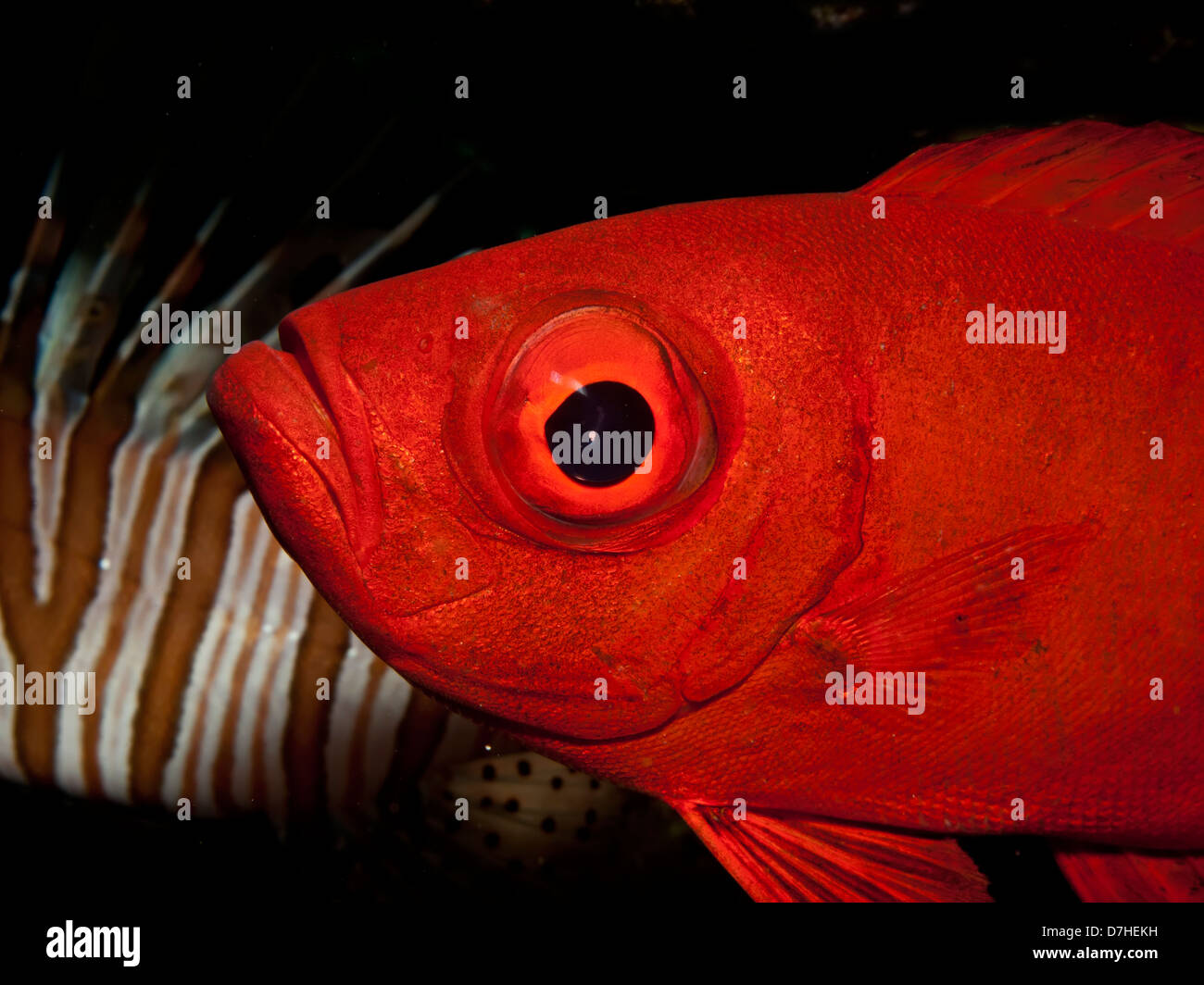 Sichelförmige Rute Bigeye (Priacanthus Hamrur). Aufgenommen im Ras Mohamed in Rotes Meer, Ägypten. Stockfoto