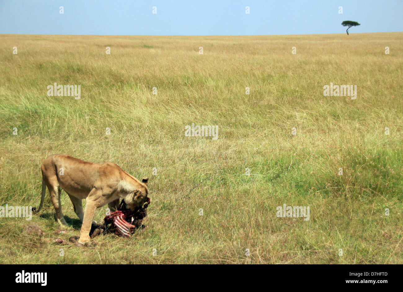 Löwin (Panthera Leo) Essen eine Gnus in der Savanne, Massai Mara, Kenia Stockfoto