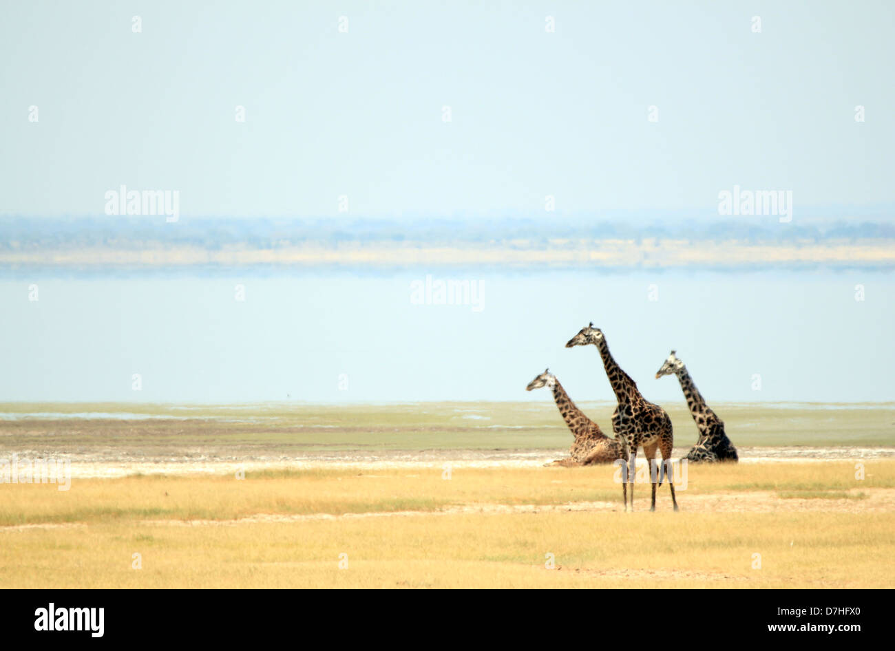 Maasai Giraffen (Giraffa Tippelskirchi) am Lake Manyara, Tansania Stockfoto