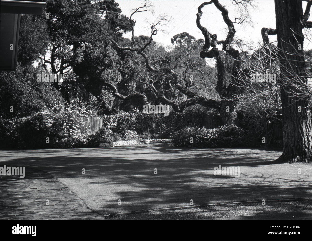 Das Foto „wenn Bäume und Schatten Kunst machen“ fängt die natürliche Schönheit eines von Bäumen gesäumten Innenhofs ein. Das Zusammenspiel von Sonnenlicht und Schatten erzeugt eine künstlerische Wirkung auf die Ziegelwände und den Innenhof und betont den Einfluss der Natur auf den urbanen Raum. Stockfoto