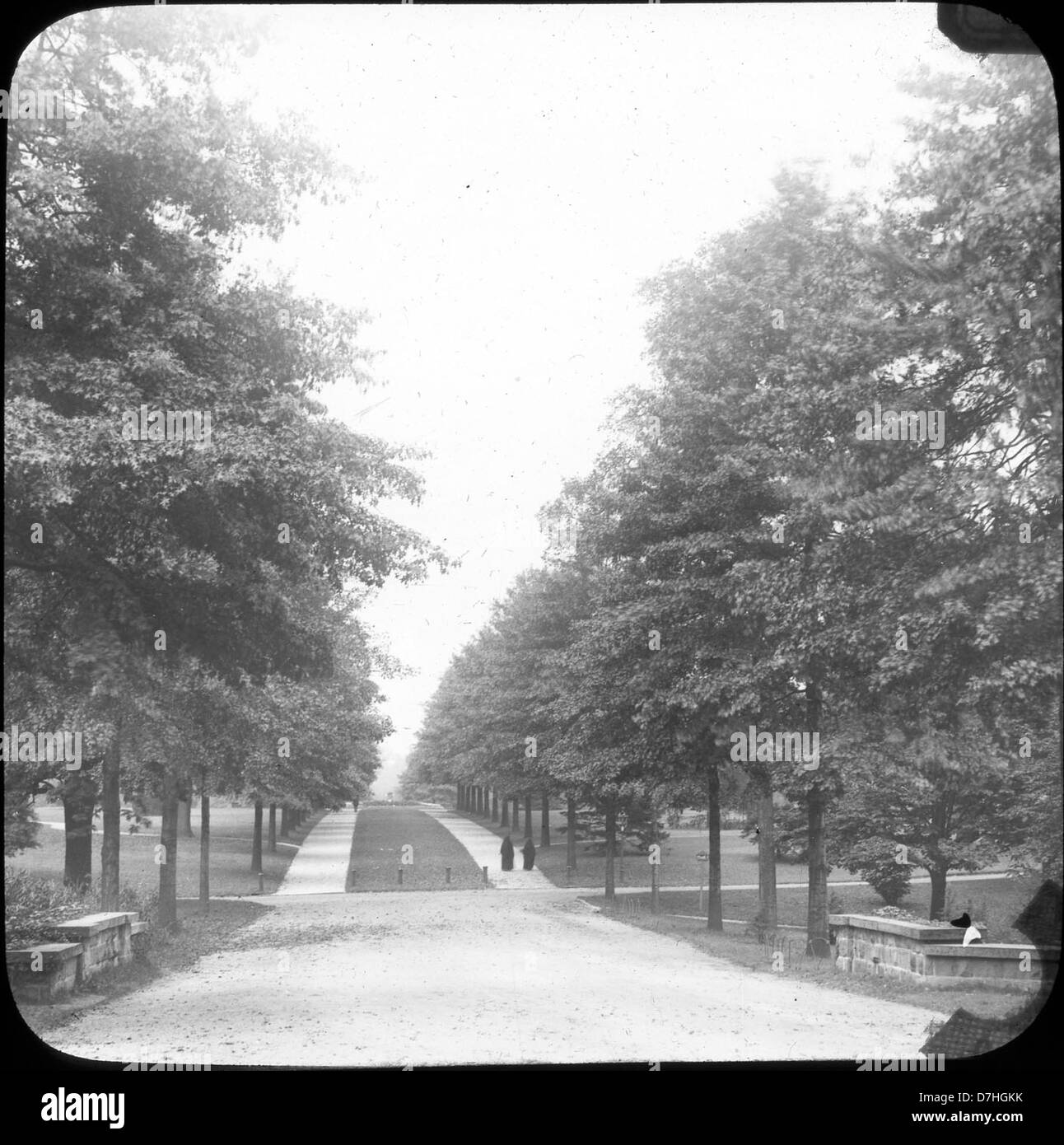 Quercus palustris, allgemein bekannt als Pin Oak, ist eine Laubbaumart, die in Feuchtgebieten und Auen vorkommt. Er ist bekannt für seine tief gelappten Blätter und seine charakteristische Form, was ihn zu einer bemerkenswerten Art in der Forst- und Landschaftsgestaltung macht. Stockfoto