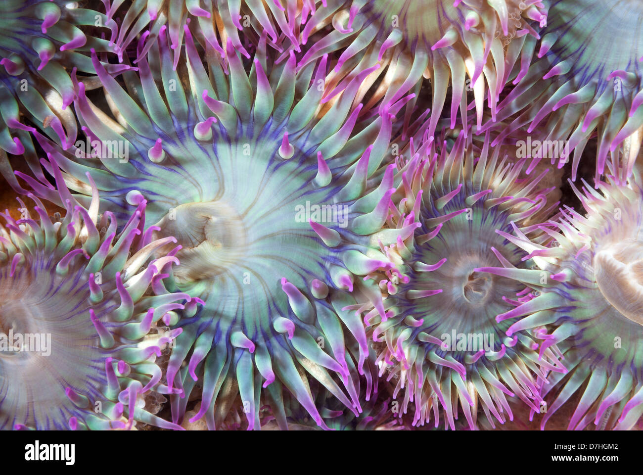 Ein Aggregat von grünen und violetten Seeanemonen Stockfoto