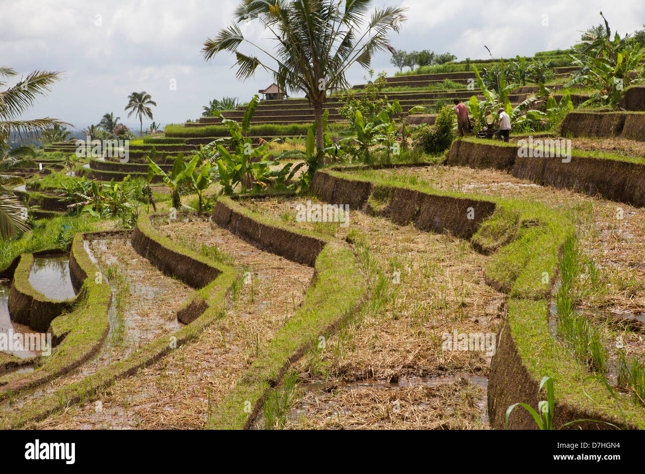 Reisanbau in Bali, Indonesien Stockfoto