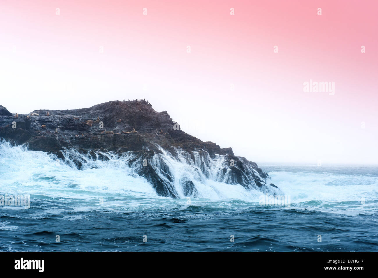 Eine kleine Felseninsel mitten im Ozean ist Heimat von mehreren Seelöwen Stockfoto