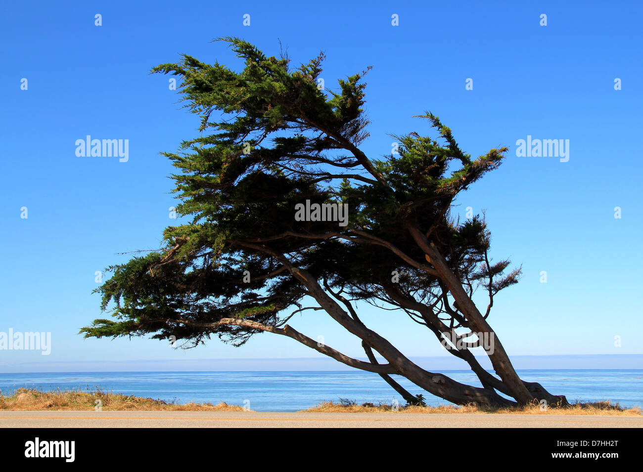 Baum an der pazifischen Küste des Ozeans, Kalifornien, USA Stockfoto