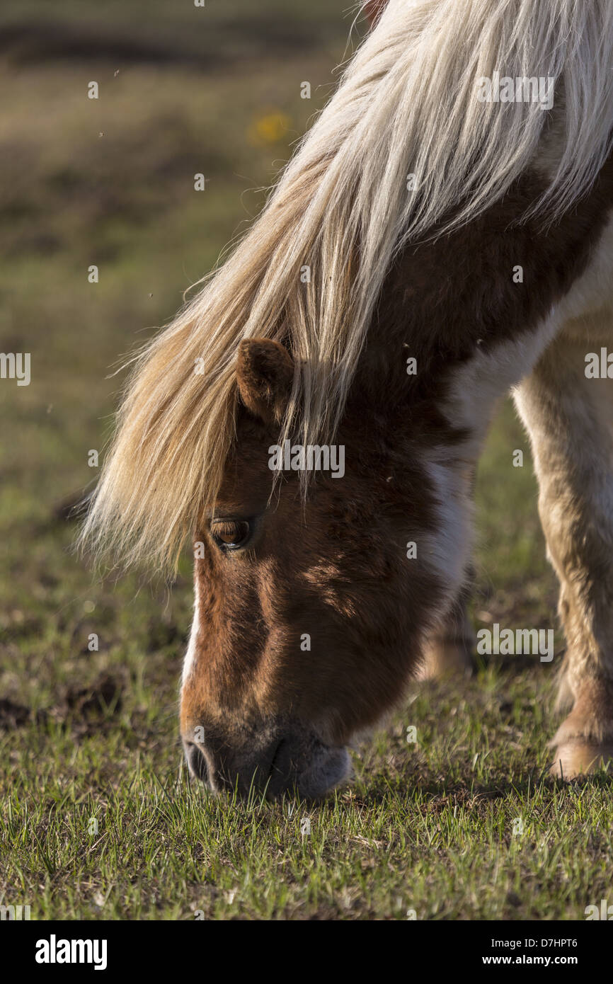 Closeup Kopf und Hals des New Forest pony Weiden Stockfoto
