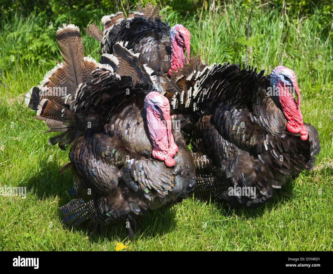 Drei Vögel der Türkei außerhalb Rasen Stockfoto