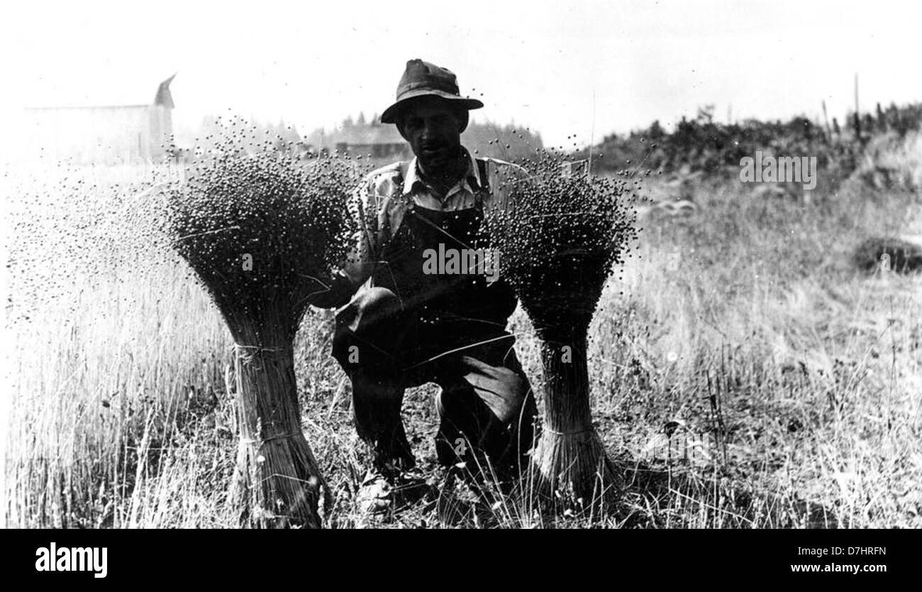 Mann mit Flachs Clackamas County, ca. 1926 Stockfoto