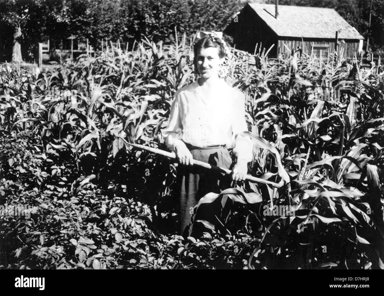 Dieses Foto zeigt Alice Johnson, die um 1944 ihren Siegesgarten im Lake County pflegt. Während des Zweiten Weltkriegs wurden Siegesgärten angebaut, um die Nahrungsmittelproduktion an der Heimatfront zu unterstützen. Stockfoto